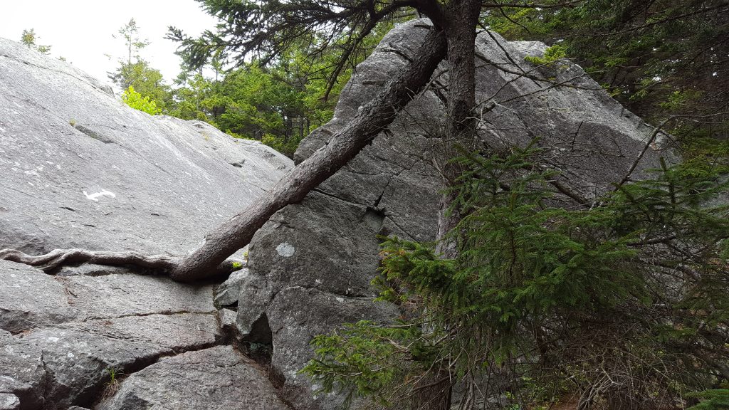 Monadnock-021-2018-06-07 Marlboro Trail steep rock scramble